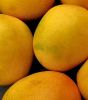 Gift Hafus Mangoes in Ahmedabad