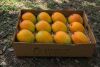Gift Alphonso Mangoes In Ahmedabad