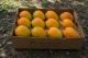 Gift Alphonso Mangoes In Ahmedabad