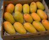 Kesar Mangoes Delivery In Ahmedabad