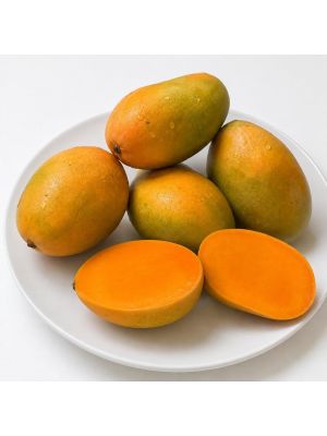 Gift Kesar Mangoes in Ahmedabad