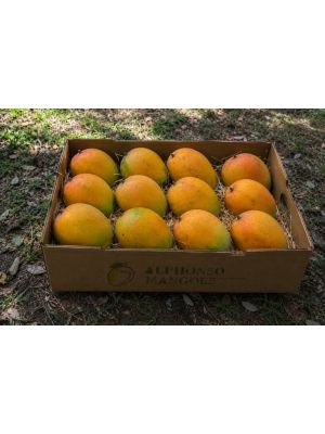 Gift Alphonso Mangoes In Ahmedabad