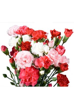 Send Carnations to Ahmedabad