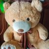 Brown Teddy bear Ahmedabad